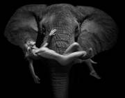 Elephant In The Room