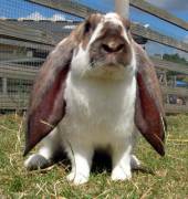 Disproportionately Cute