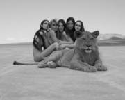 5 Girls And A Lion