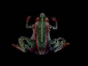 The Frog - Impressive Creation - Fine Art Bodypainting By Johannes Stötter