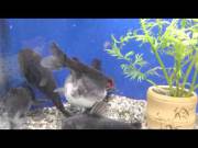 Fish Eats Another Fish Alive [Soft] [Oral] [Digestion]