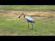 Heron Swallows A Gopher In One Gulp [Real]