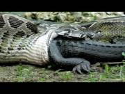 Python Devours Alligator Alive [Rl] [Video] [Head First] [Filmed By Ojatro]