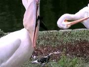 [Oral Vore] [Real Life] Pelican Swallows Pigeon, Alive
